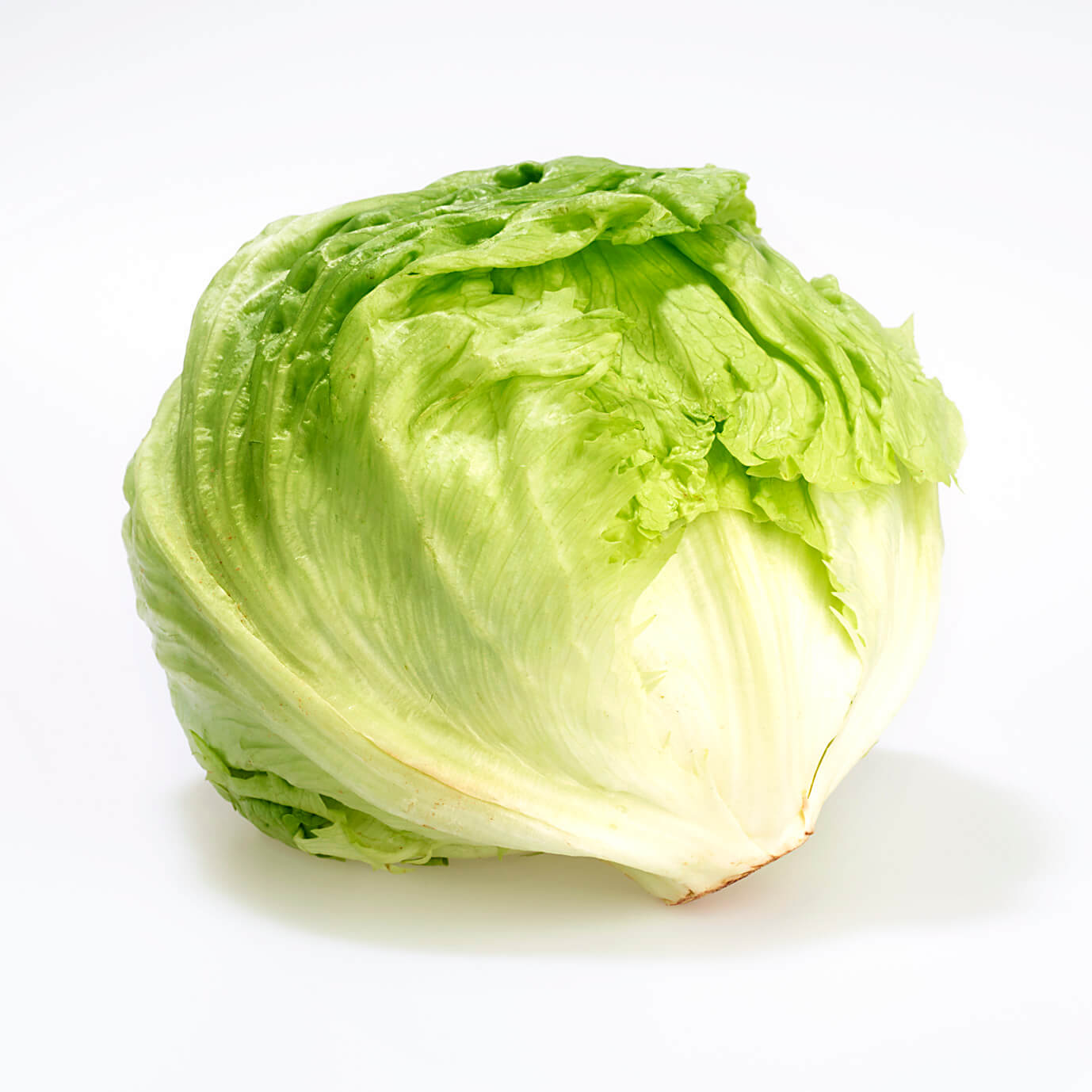 Salatgewächse