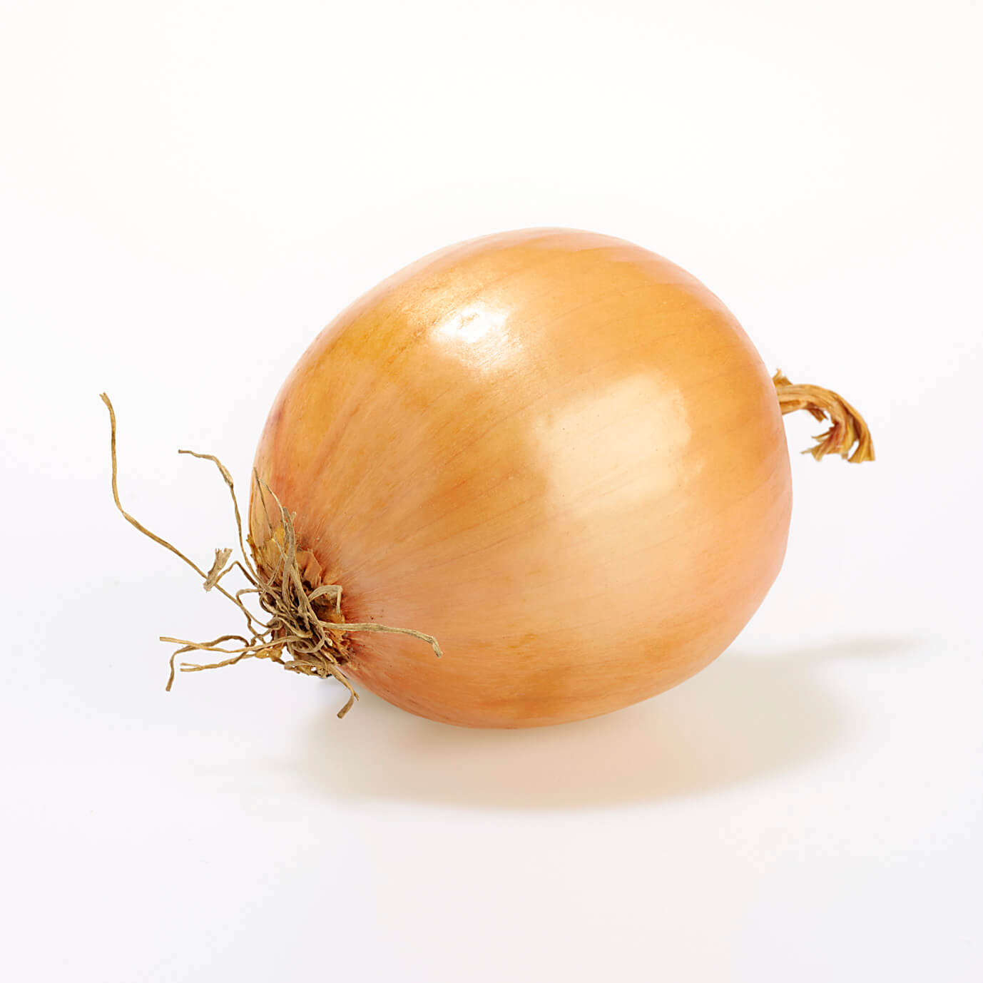Zwiebelgewächse